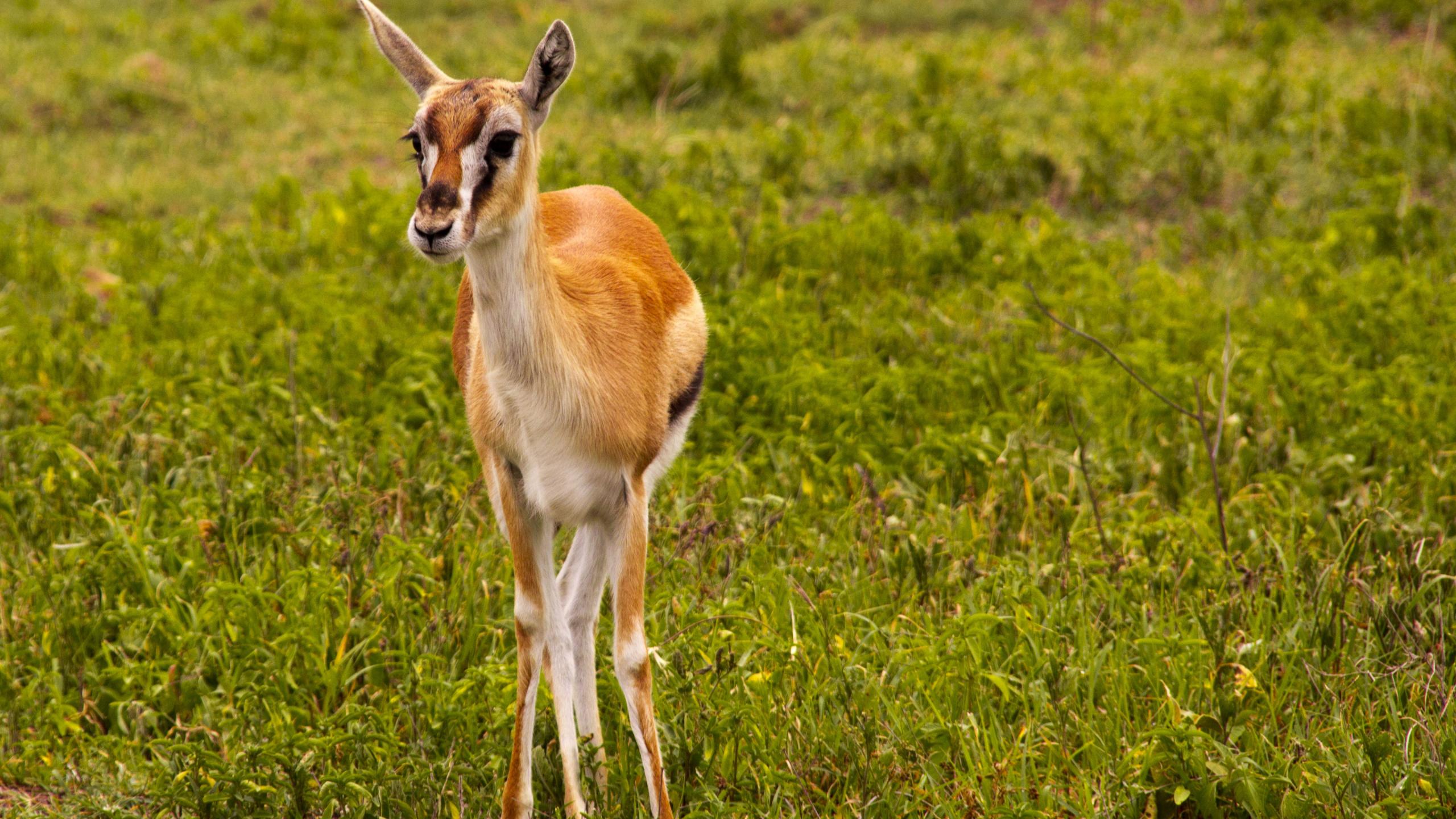 Wallpapers Animals Antilopes Springbok