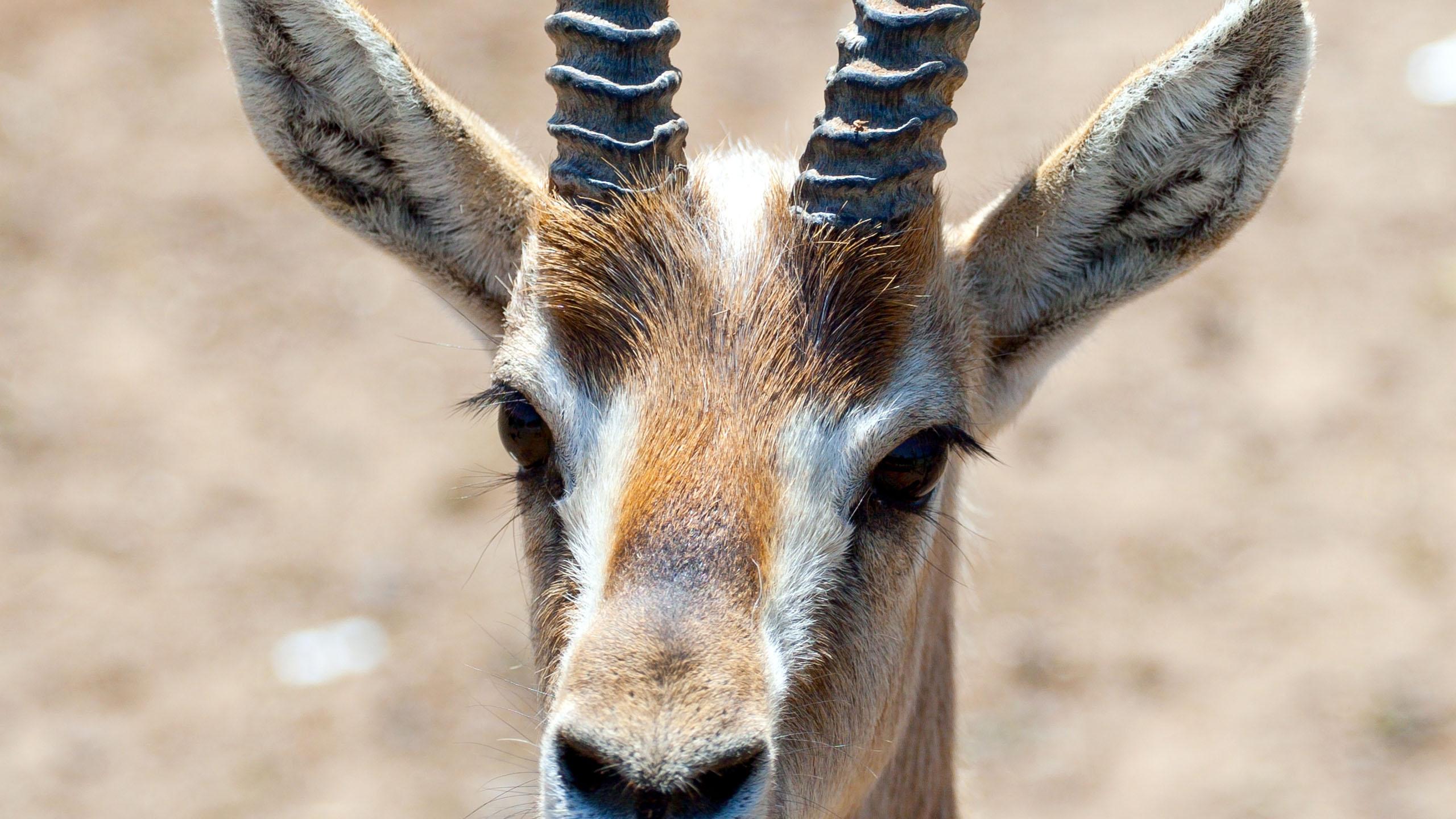 Fonds d'cran Animaux Antilopes Springbok