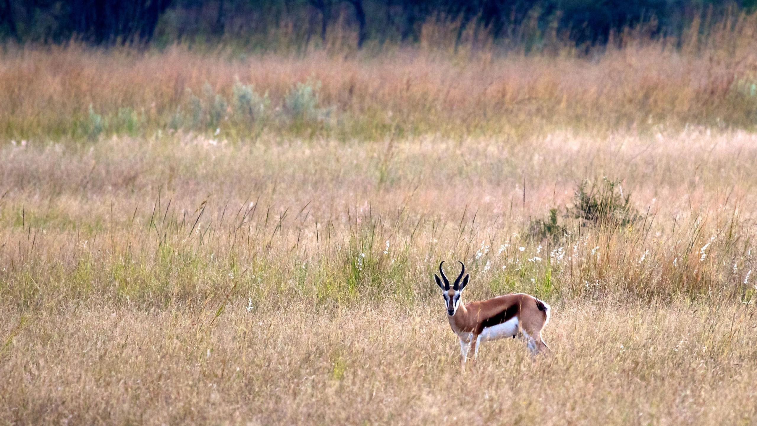 Wallpapers Animals Antilopes Springbok