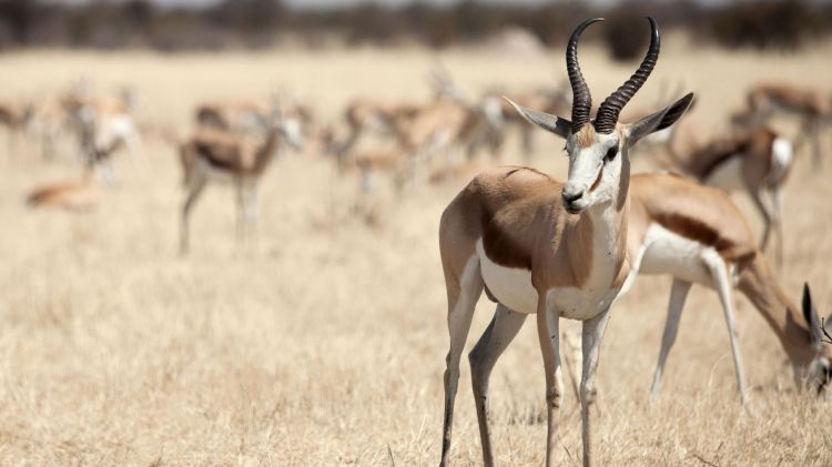 Wallpapers Animals Antilopes Springbok