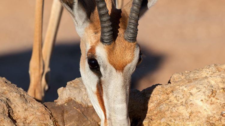 Fonds d'cran Animaux Antilopes Springbok