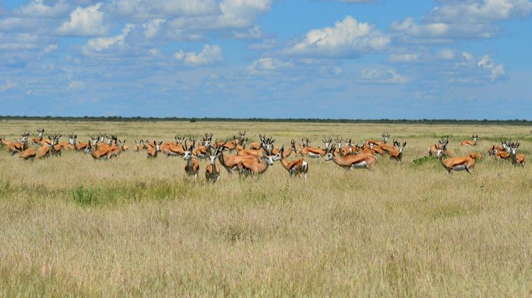 Wallpapers Animals Antilopes Springbok