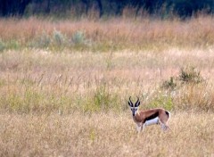  Animaux Springbok