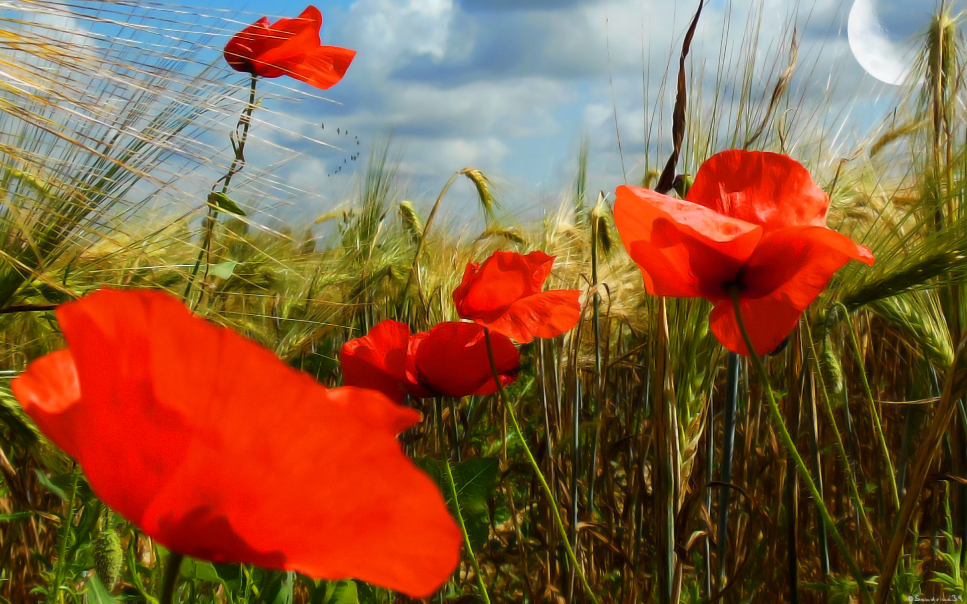 Fonds d'cran Nature Fleurs 