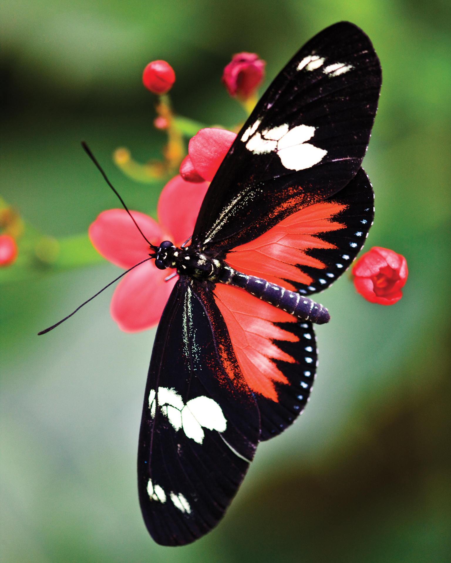 Fonds d'cran Animaux Insectes - Papillons Papillon