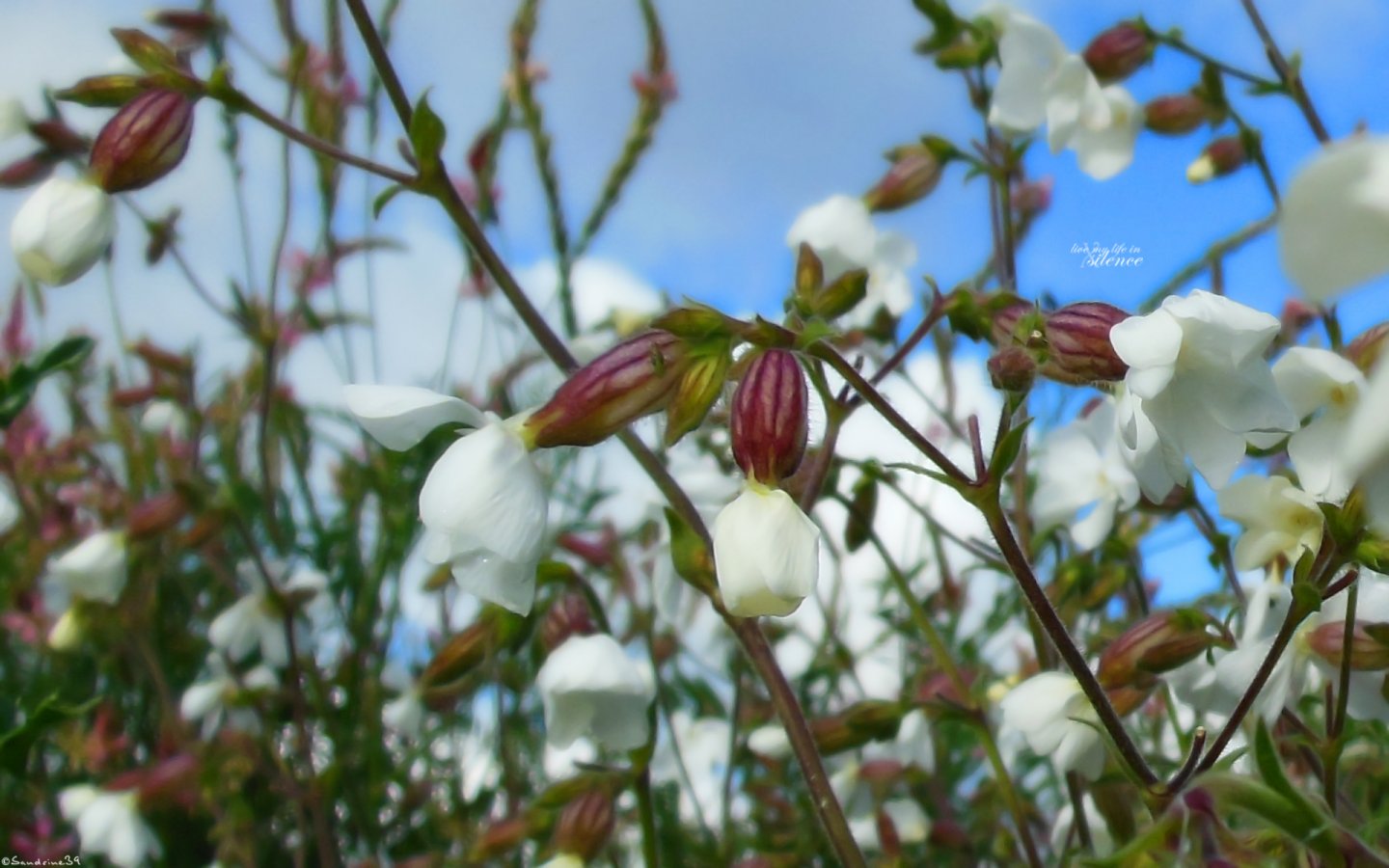 Wallpapers Nature Flowers 