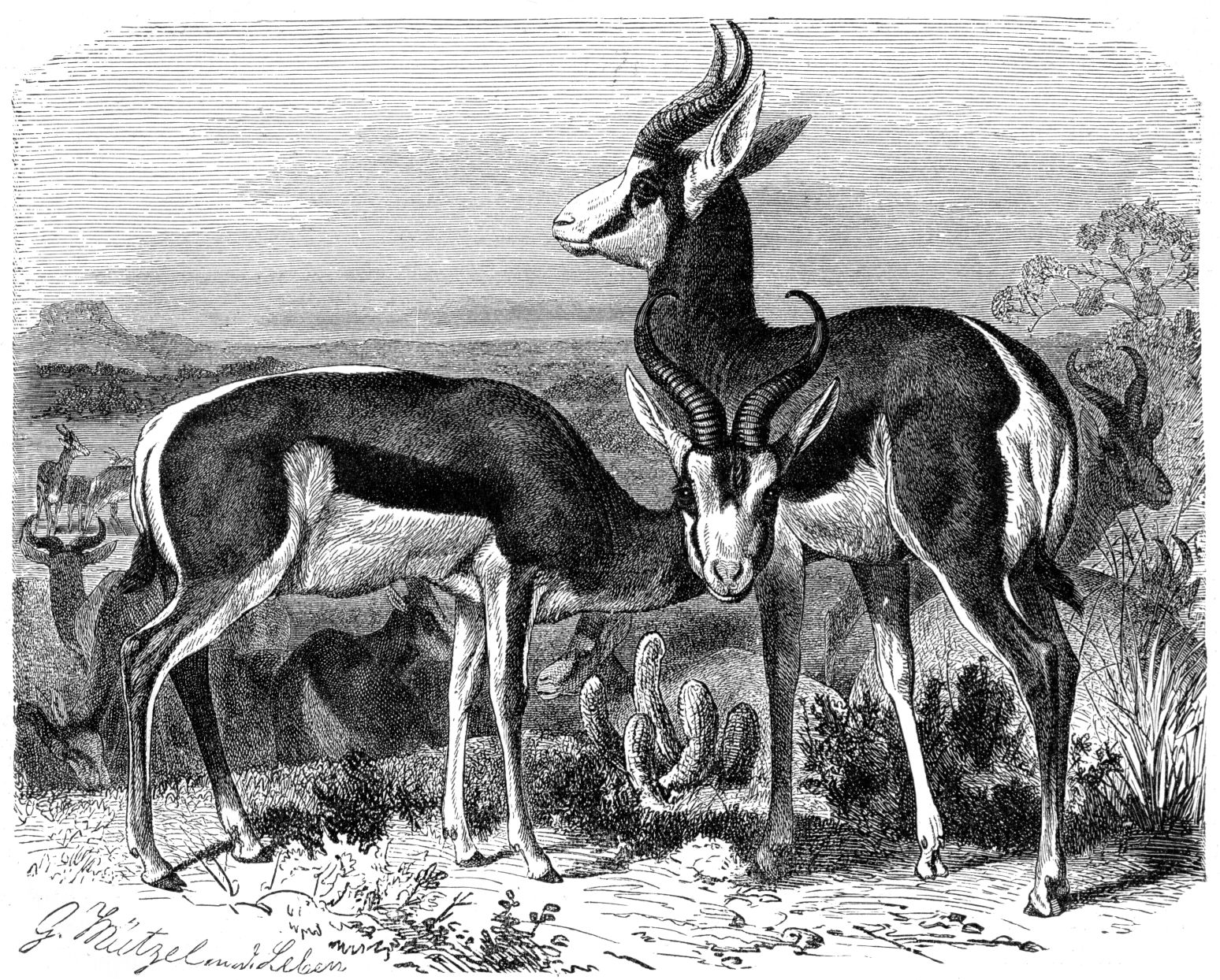 Wallpapers Art - Pencil Animals - Antelope Illustration de Springboks