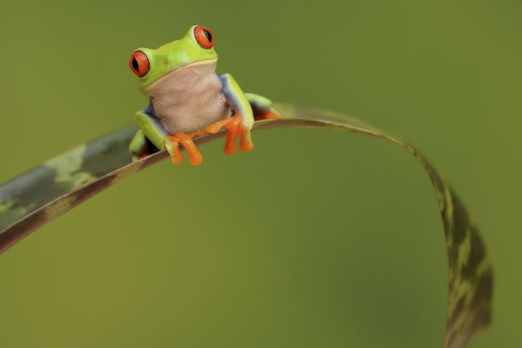 Fonds d'cran Animaux Grenouilles - Crapauds Rainette aux yeux rouges