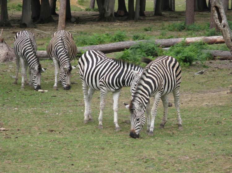 Fonds d'cran Animaux Zbres Zbres