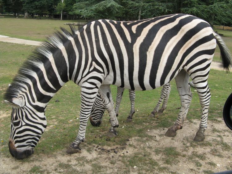 Wallpapers Animals Zebras Zbres