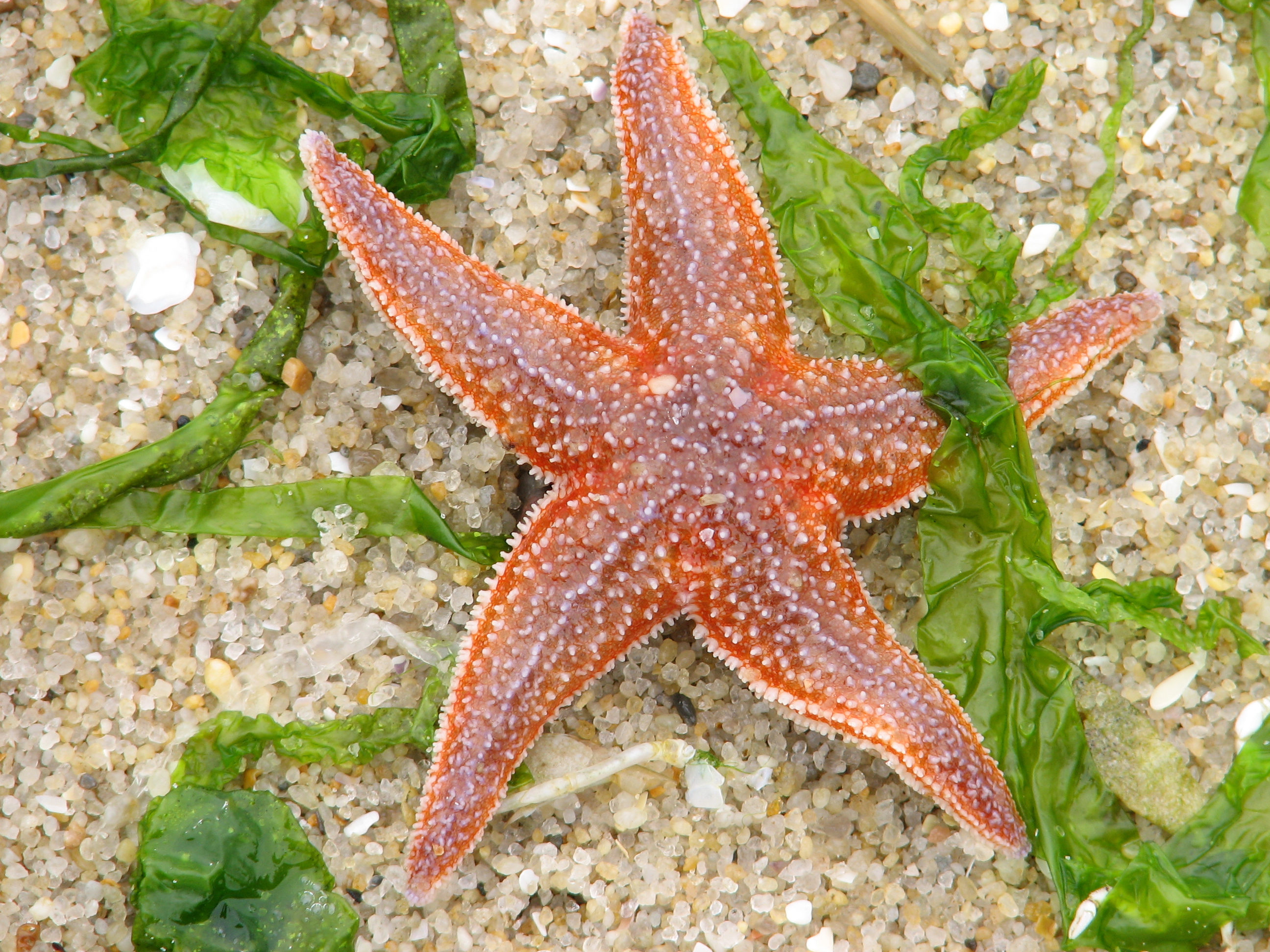 Fonds d'cran Art - Numrique Nature - Ocan, Plages 