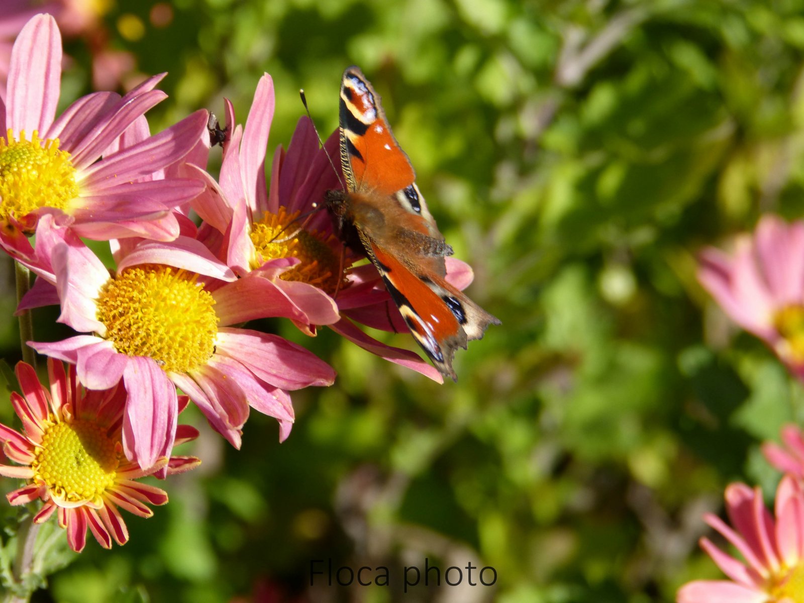 Wallpapers Animals Insects - Butterflies Papillon et Fleurs.