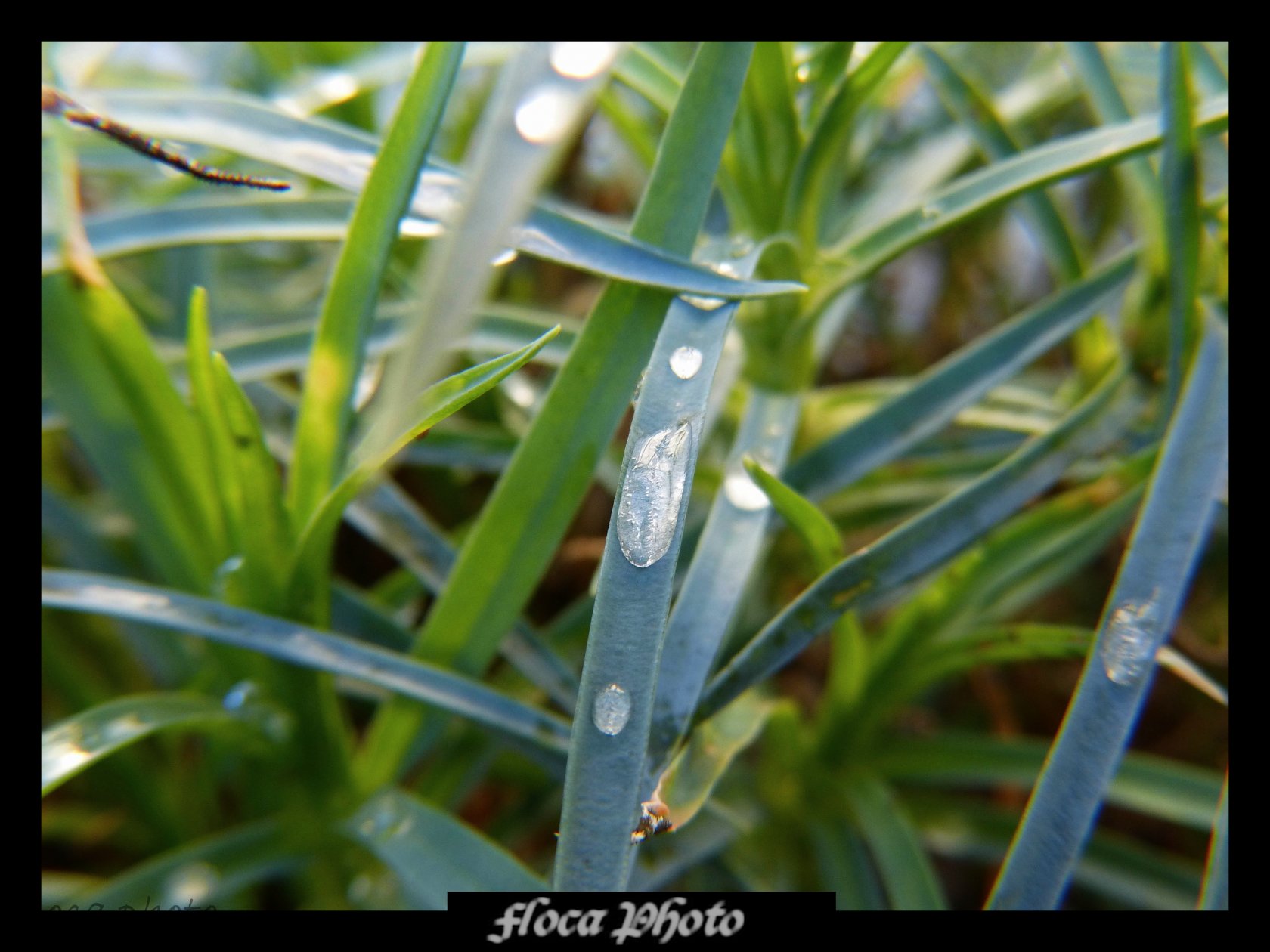 Wallpapers Nature Water - Drops Rose gele en Hiver.