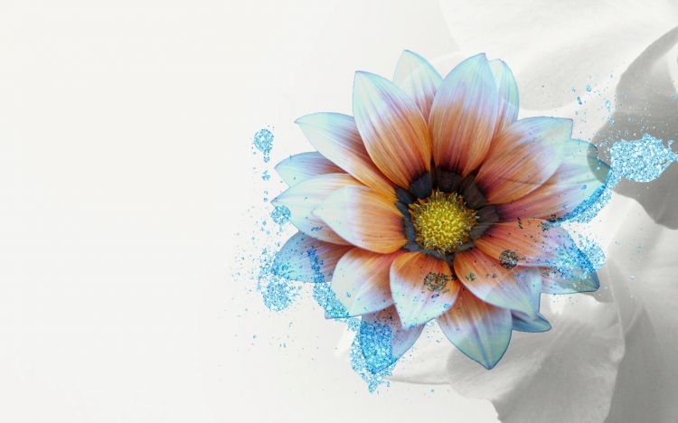 Wallpapers Digital Art Nature - Flowers Wallpaper N330507