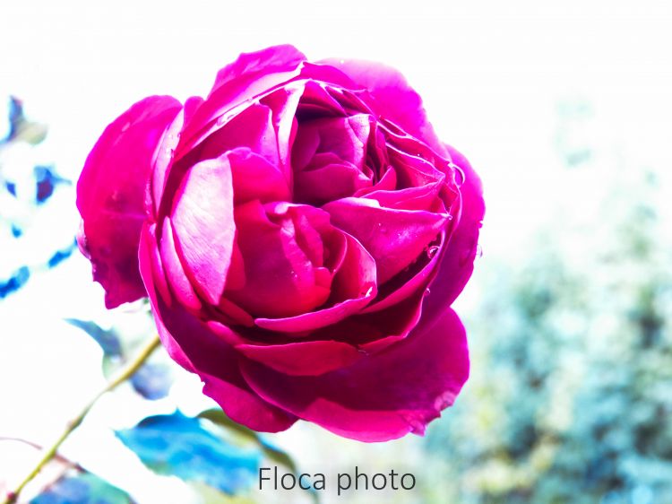 Fonds d'cran Nature Fleurs Rose en Automne.