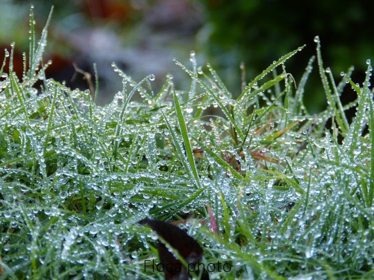 Wallpapers Nature Water - Drops Des millions de gouttes.