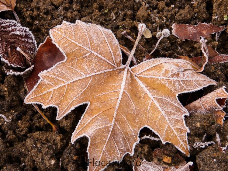 Wallpapers Nature Leaves - Foliage Feuille gele en Hiver