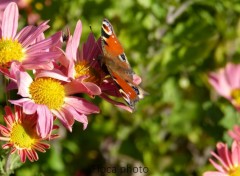  Animaux Papillon et Fleurs.