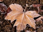  Nature Feuille gele en Hiver