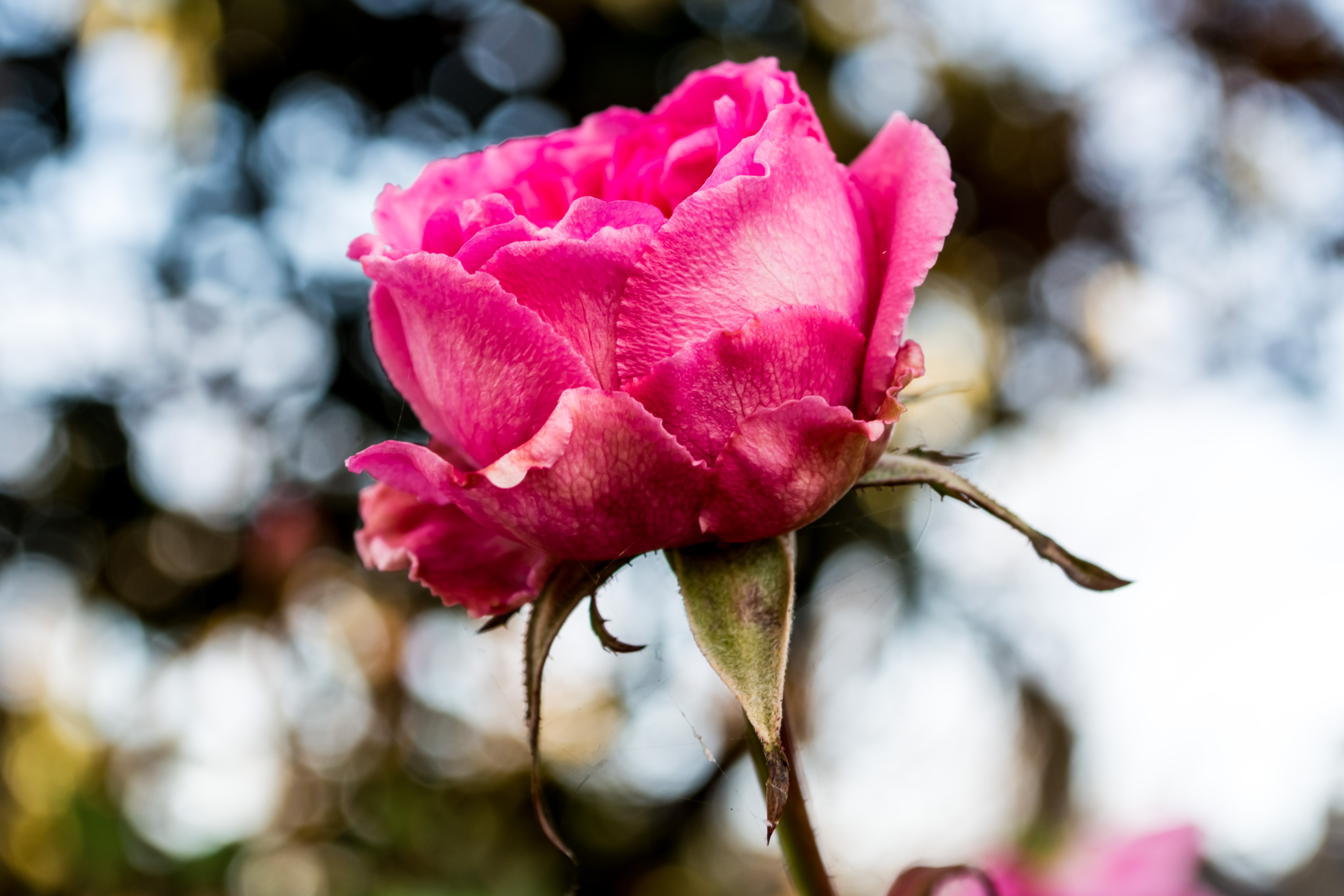 Fonds d'cran Nature Fleurs Rose Hivernale