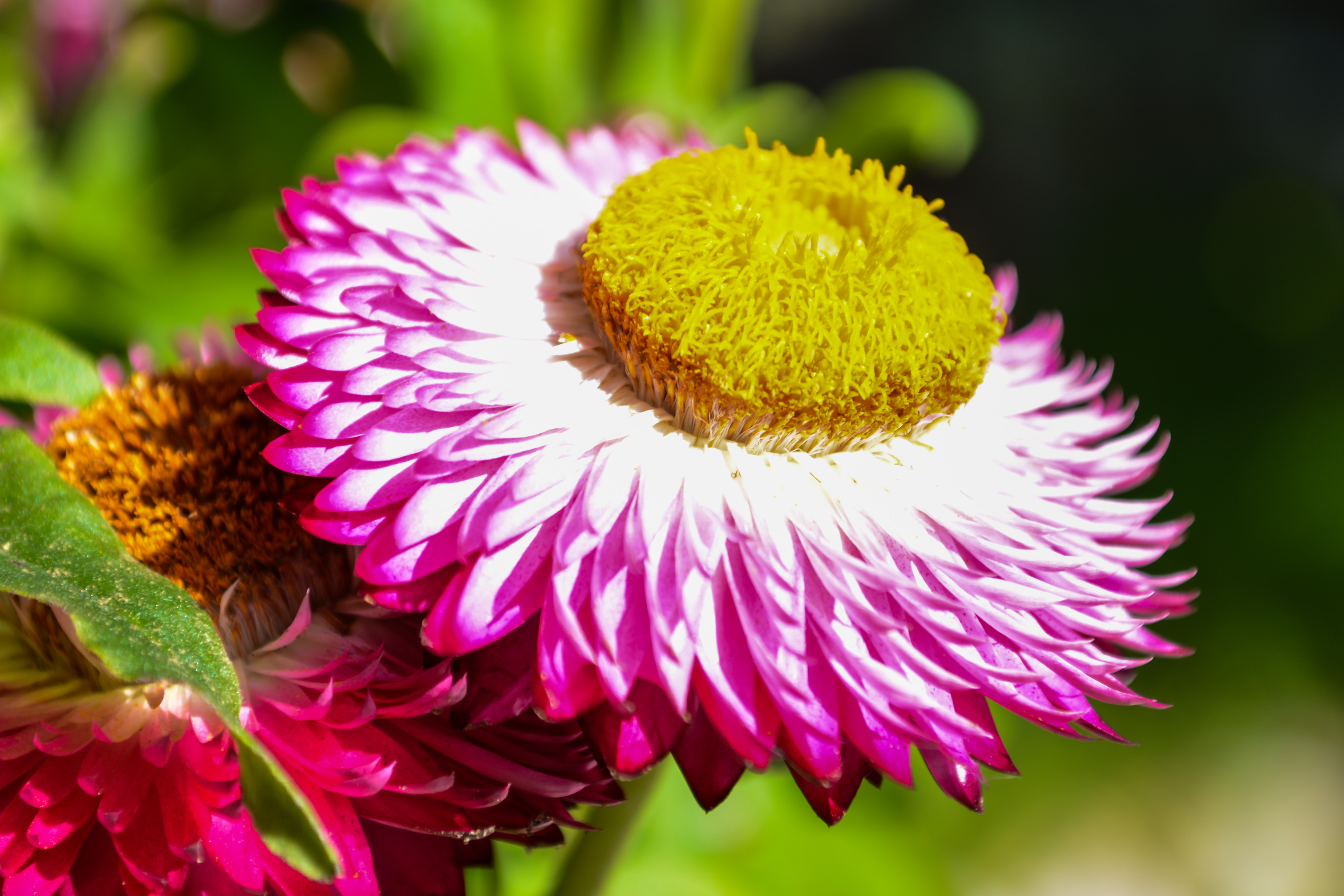 Fonds d'cran Nature Fleurs Immortelle