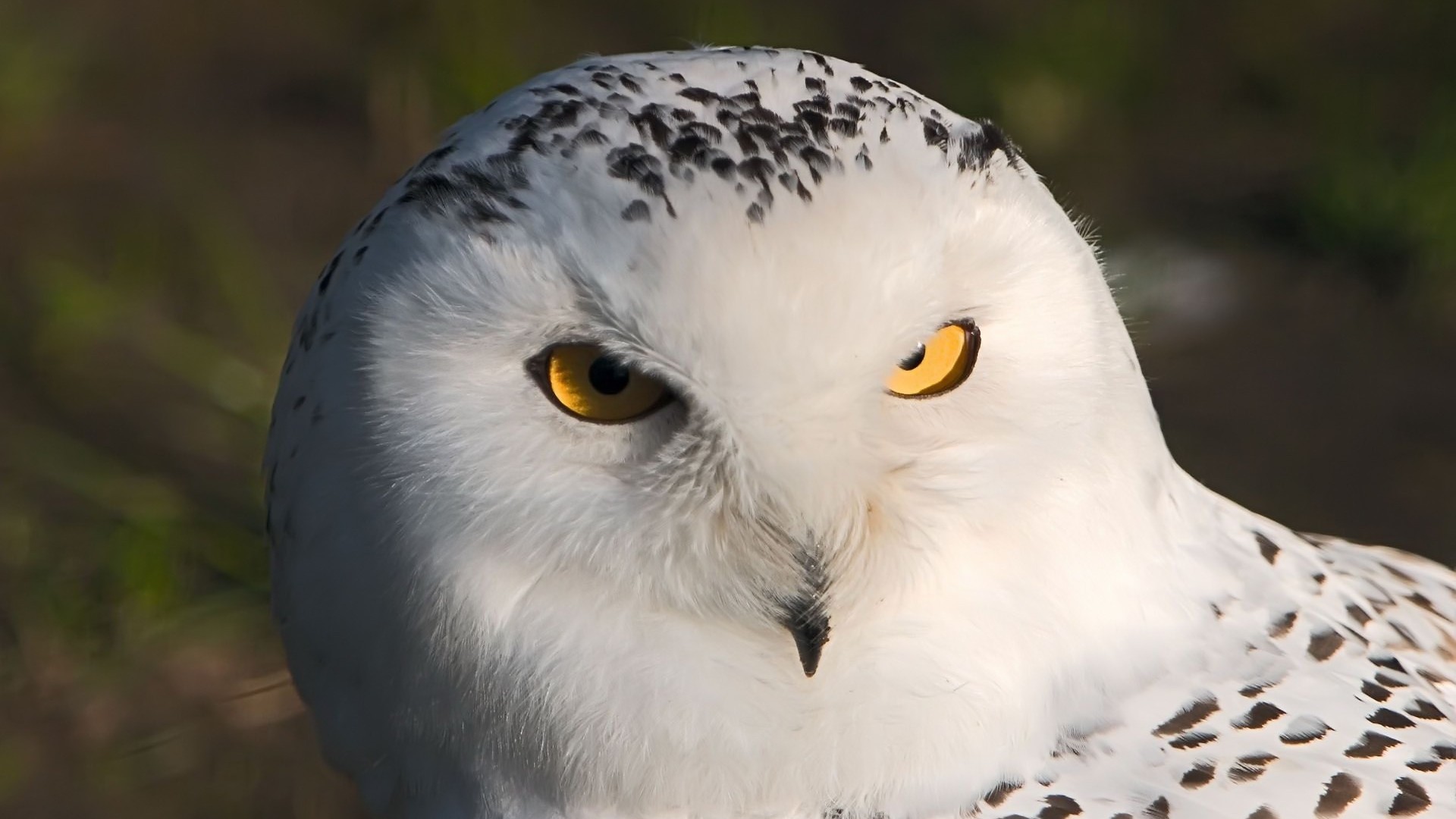 Fonds d'cran Animaux Oiseaux - Hiboux et Chouettes 