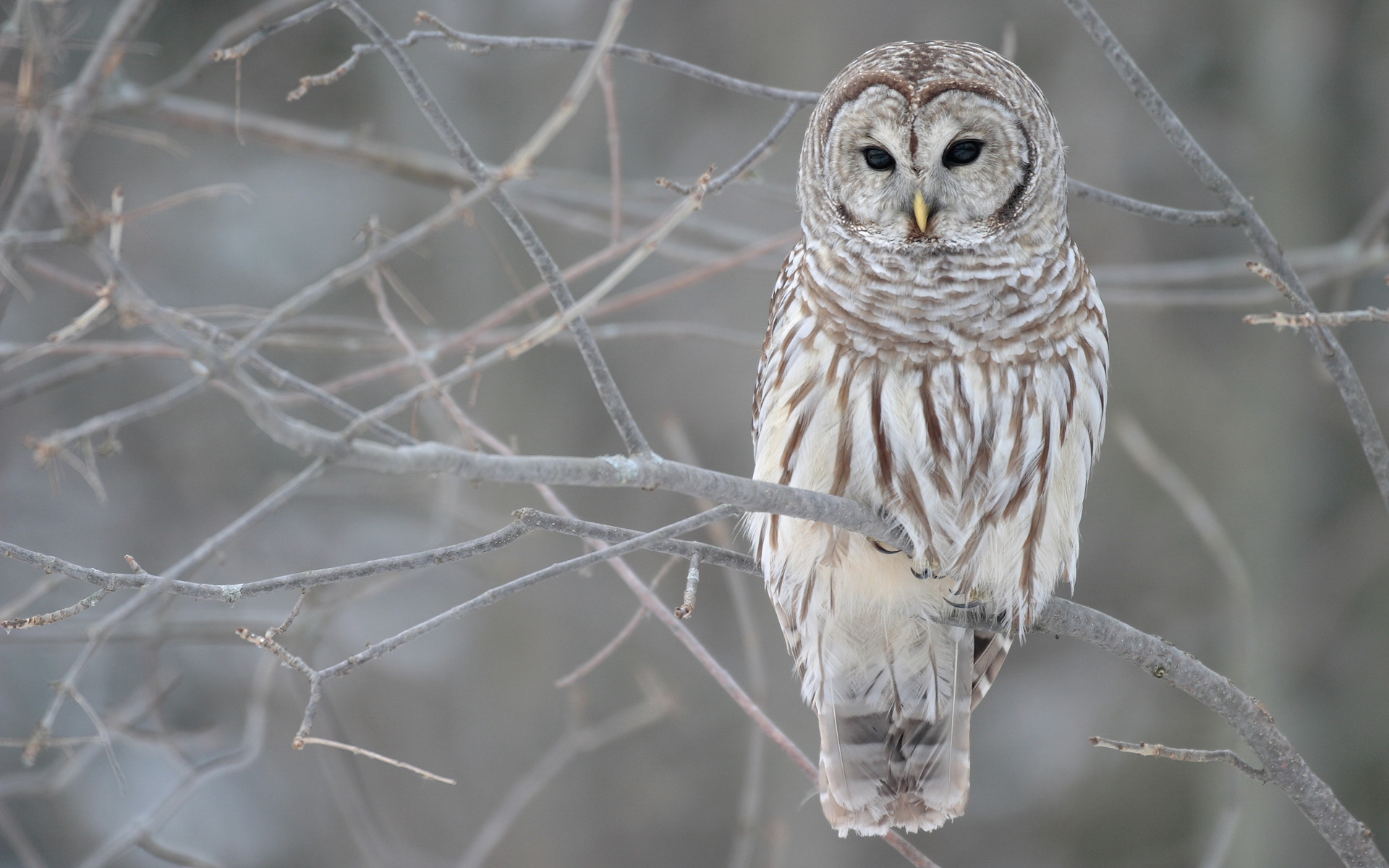 Wallpapers Animals Birds - Owls 