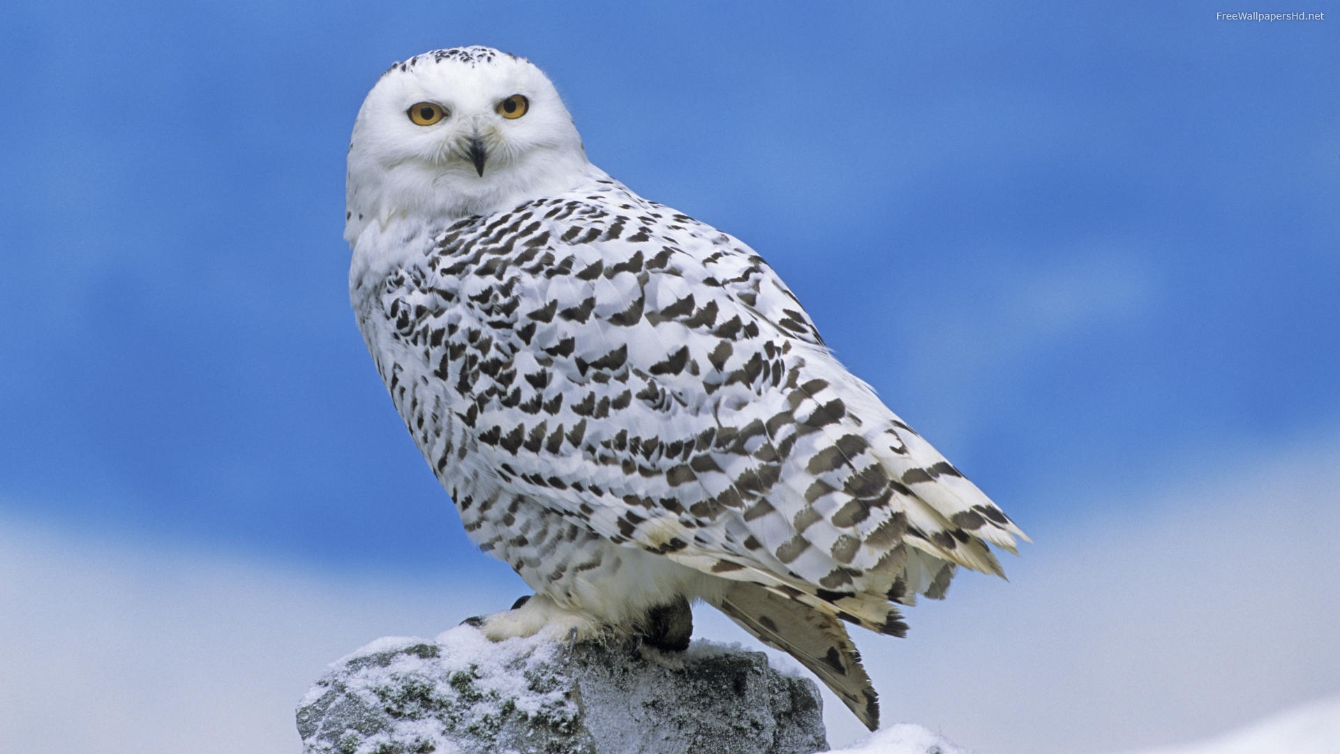 Wallpapers Animals Birds - Owls 