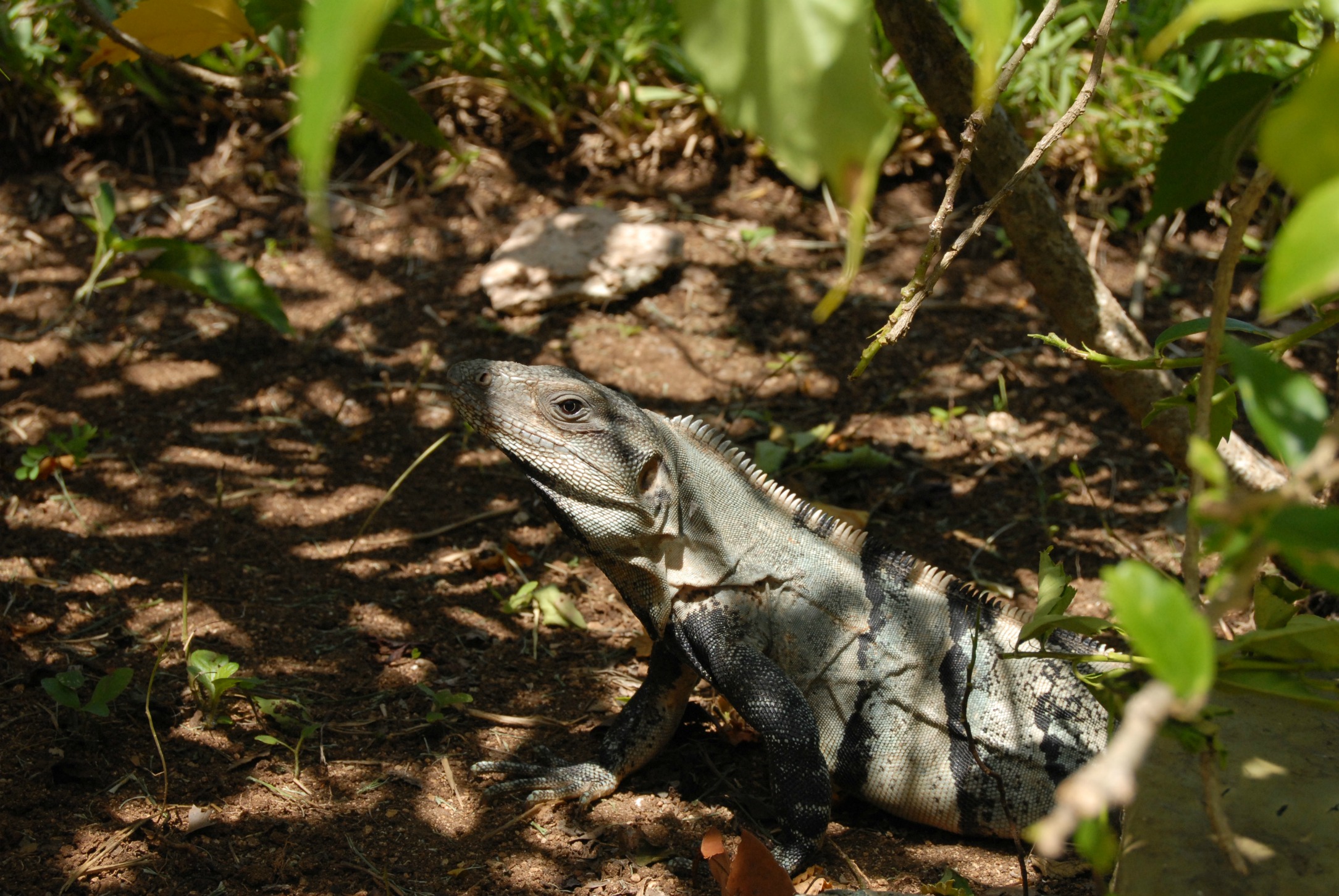 Fonds d'cran Animaux Iguanes 