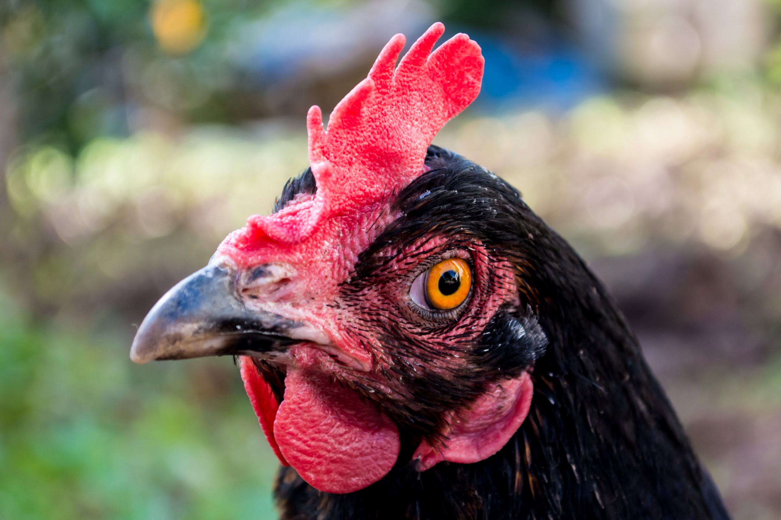 Fonds d'cran Animaux Oiseaux - Poules et Coqs Portrait d'une Poule Noire