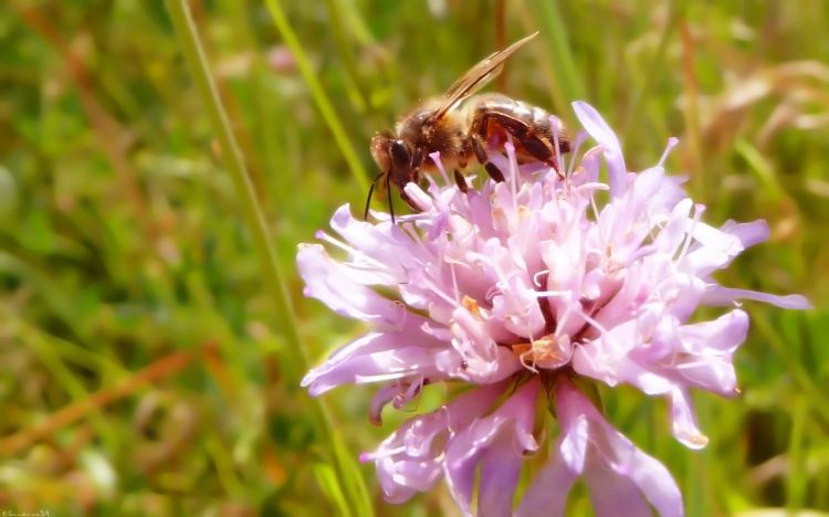 Fonds d'cran Animaux Insectes - Abeilles Gupes ... Wallpaper N330677