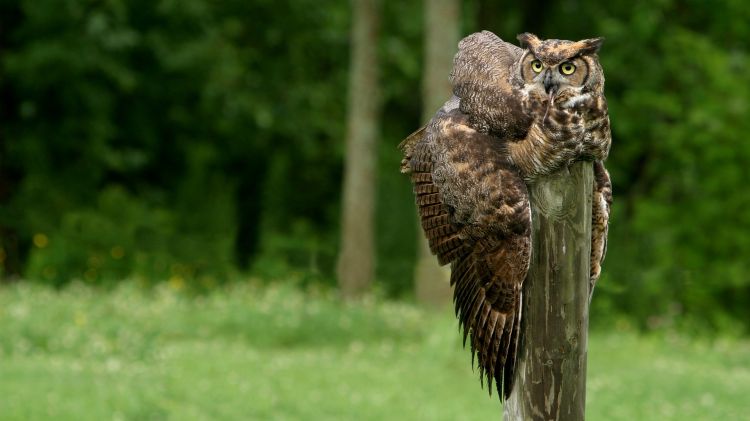 Fonds d'cran Animaux Oiseaux - Hiboux et Chouettes Wallpaper N330694