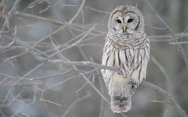 Wallpapers Animals Birds - Owls Wallpaper N330695