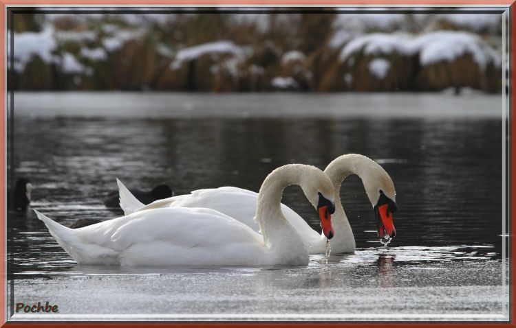 Fonds d'cran Animaux Oiseaux - Cygnes Wallpaper N330699