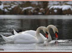  Animaux Image sans titre N330699