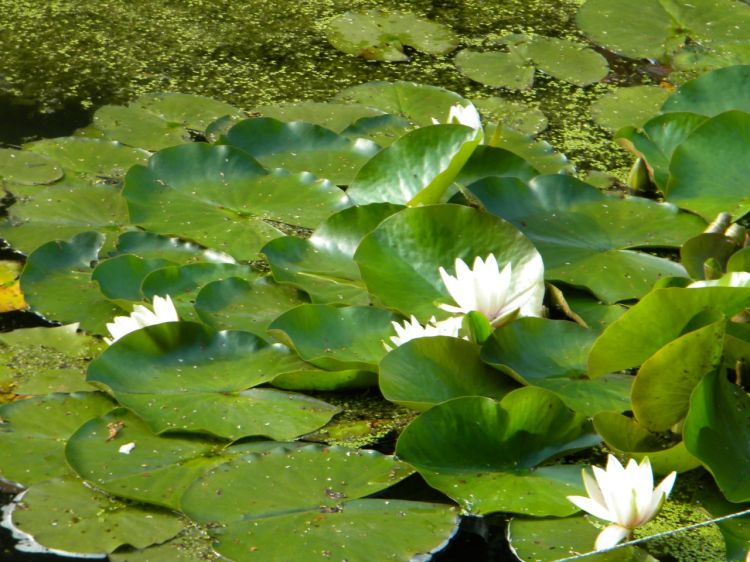 Fonds d'cran Nature Fleurs Nnuphars