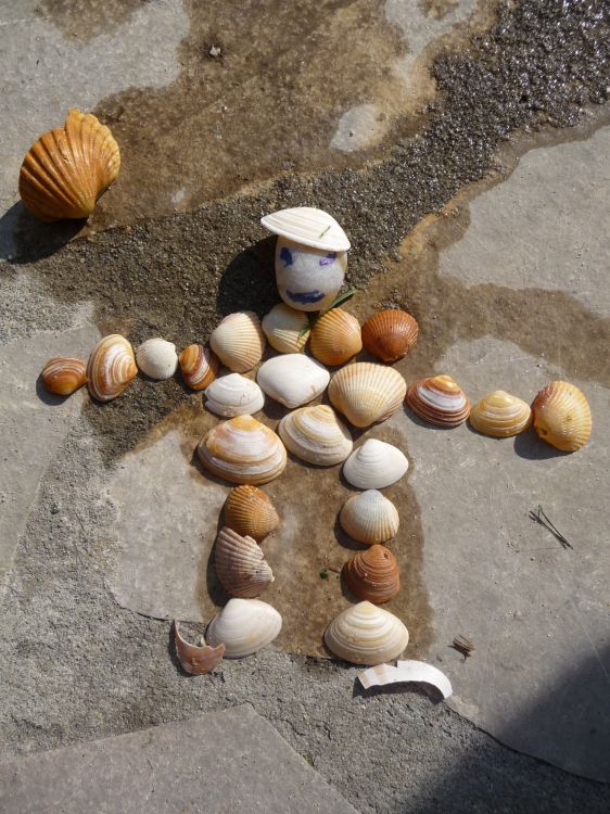 Wallpapers Nature Shells Oeuvre de mes petits enfants.............