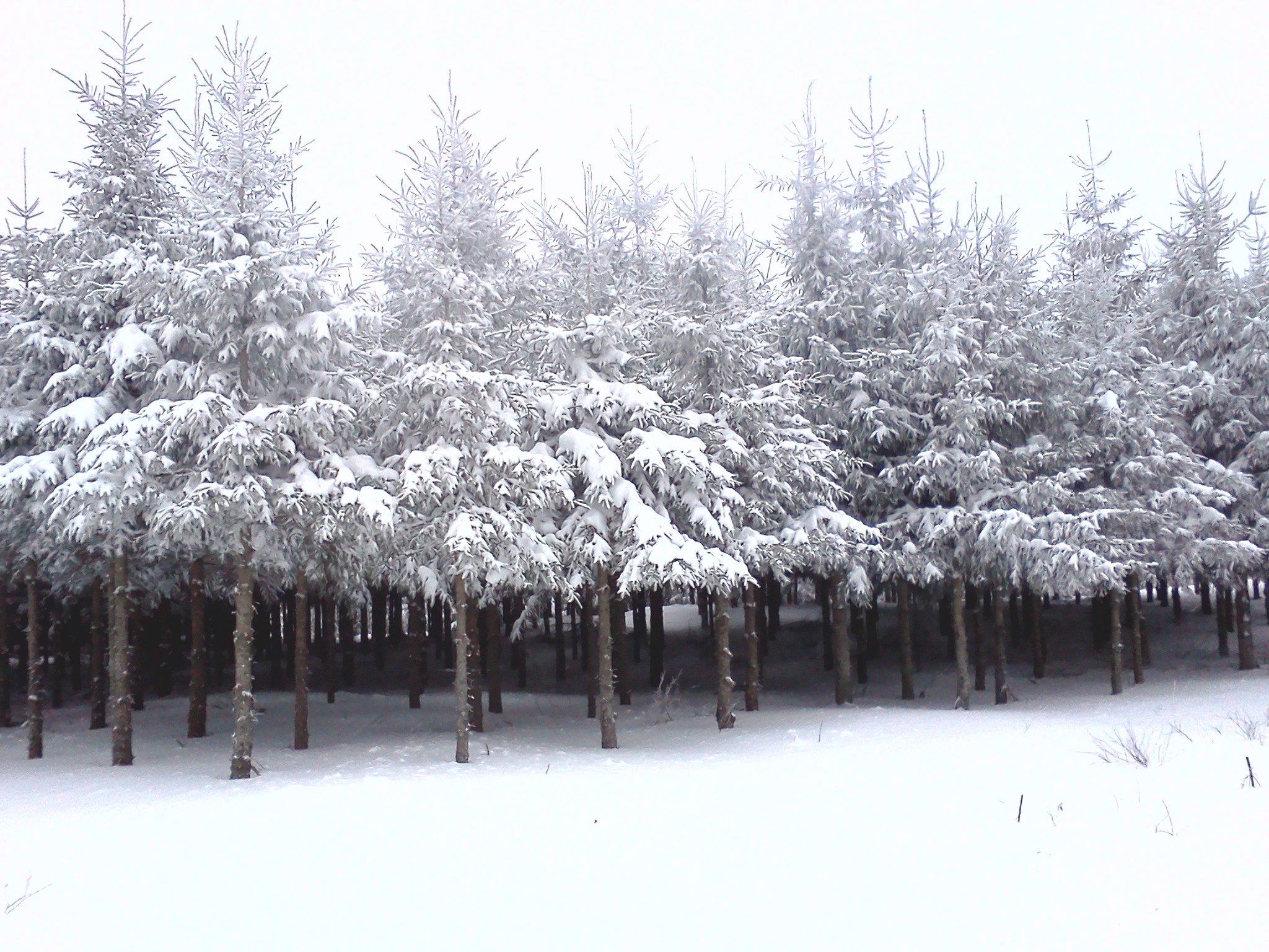 Fonds d'cran Nature Saisons - Hiver 