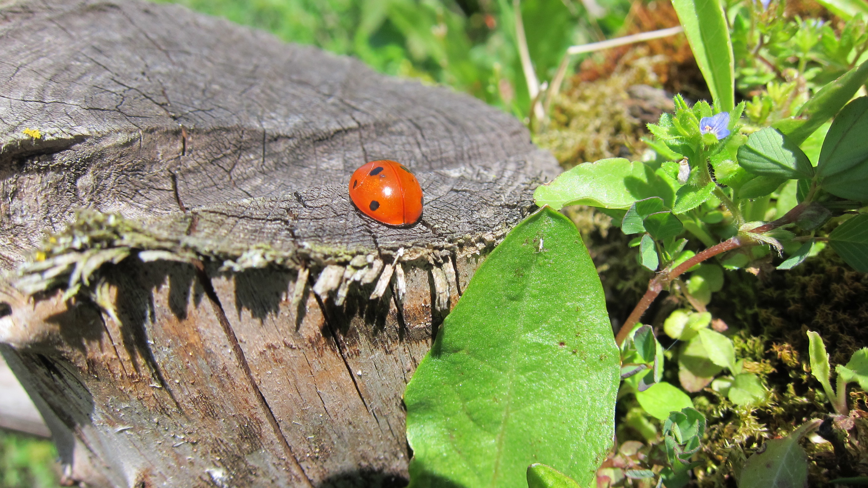 Wallpapers Animals Insects - Ladybugs 