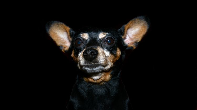 Fonds d'cran Animaux Chiens Lumpie, ma petite chienne