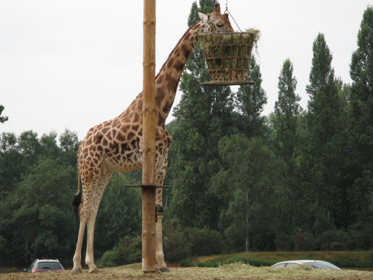 Fonds d'cran Animaux Girafes Girafe