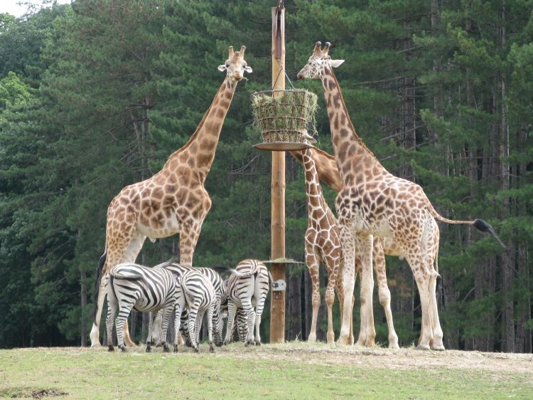 Fonds d'cran Animaux Girafes Girafes & Zbres