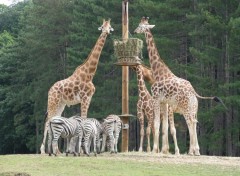  Animaux Girafes & Zbres