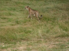  Animaux Gupard