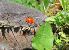 Fonds d'cran Animaux Image sans titre N330960