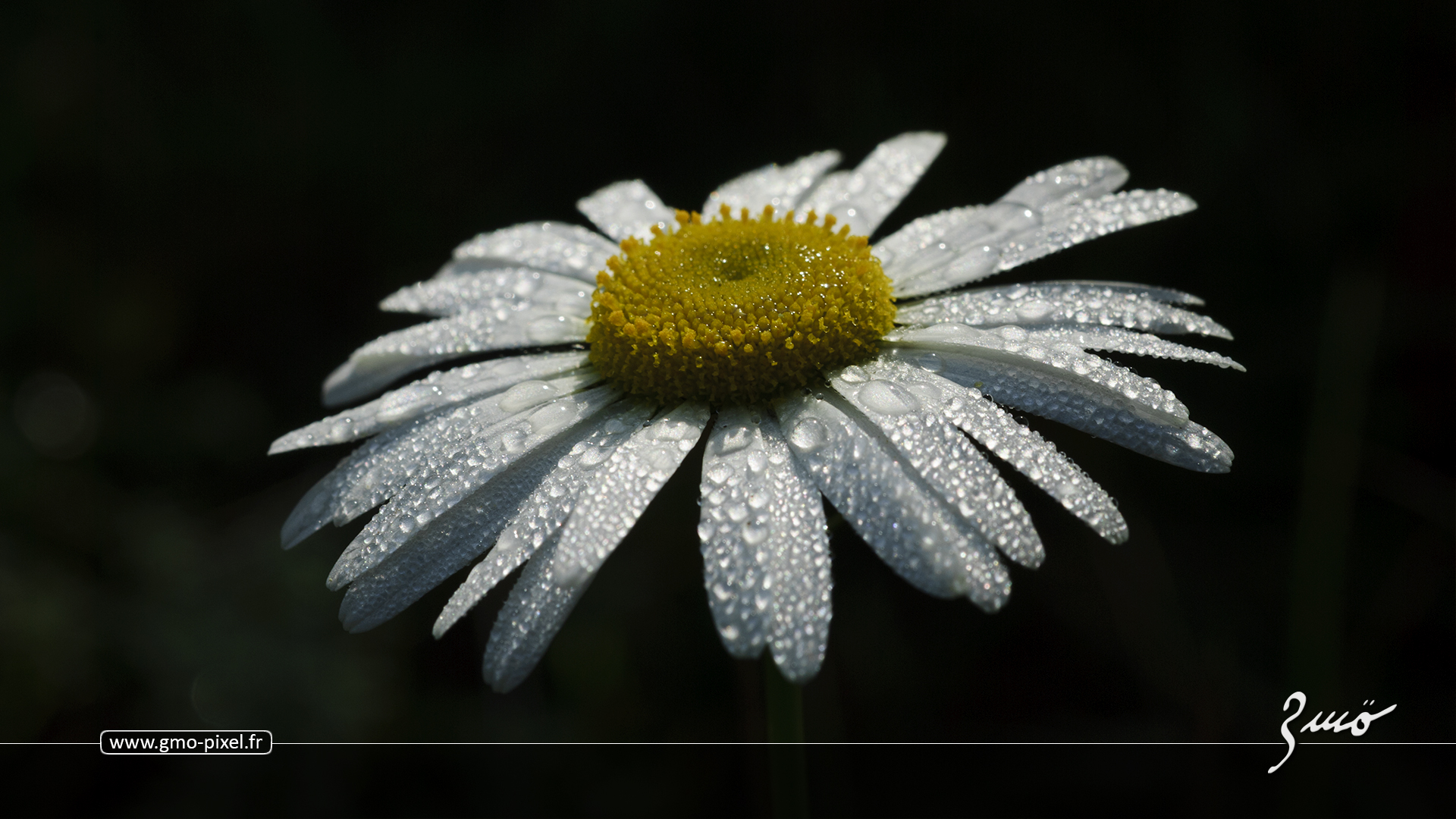 Fonds d'cran Nature Fleurs Une margarita s'il vous plait