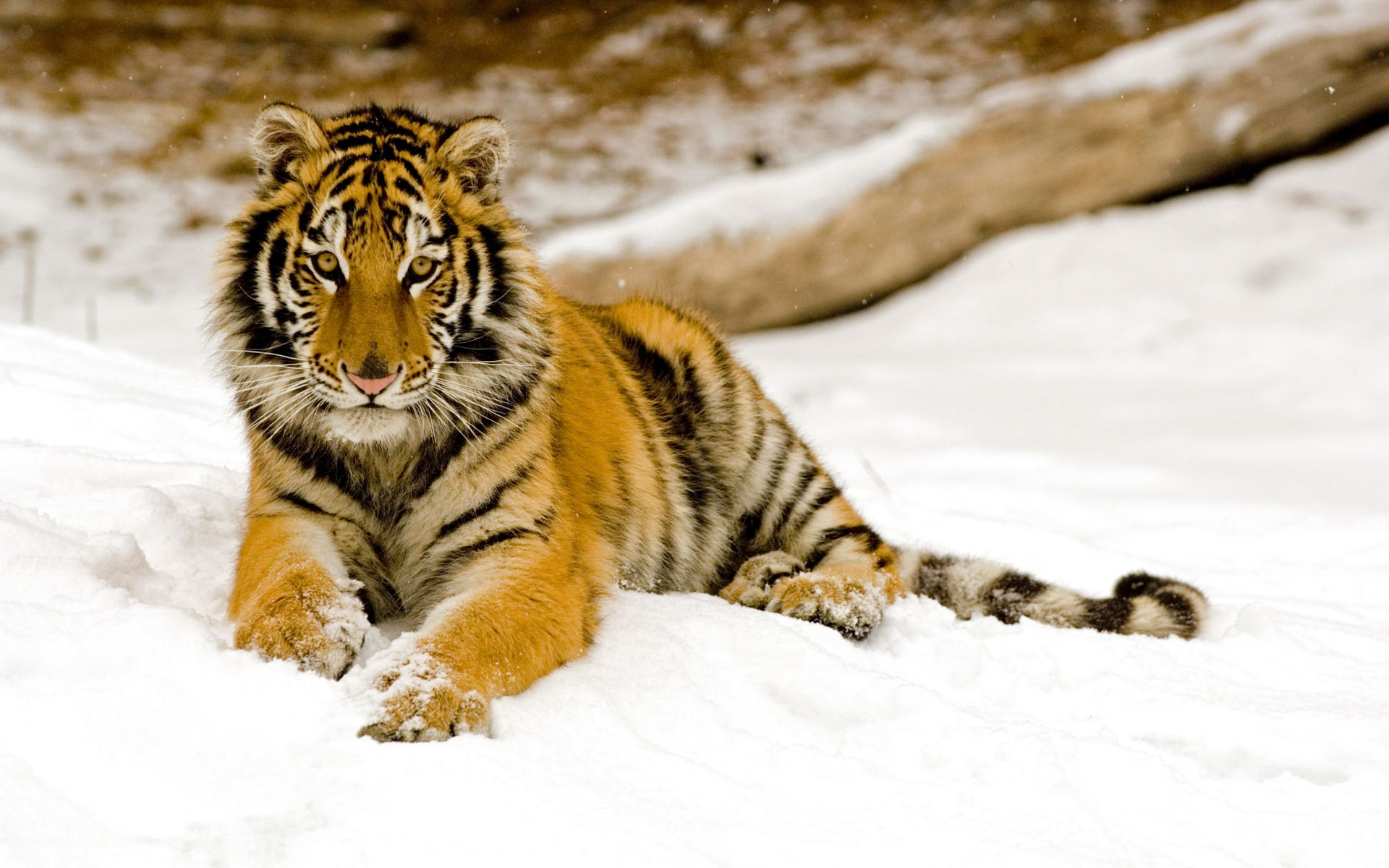 Wallpapers Animals Felines - Tigers 