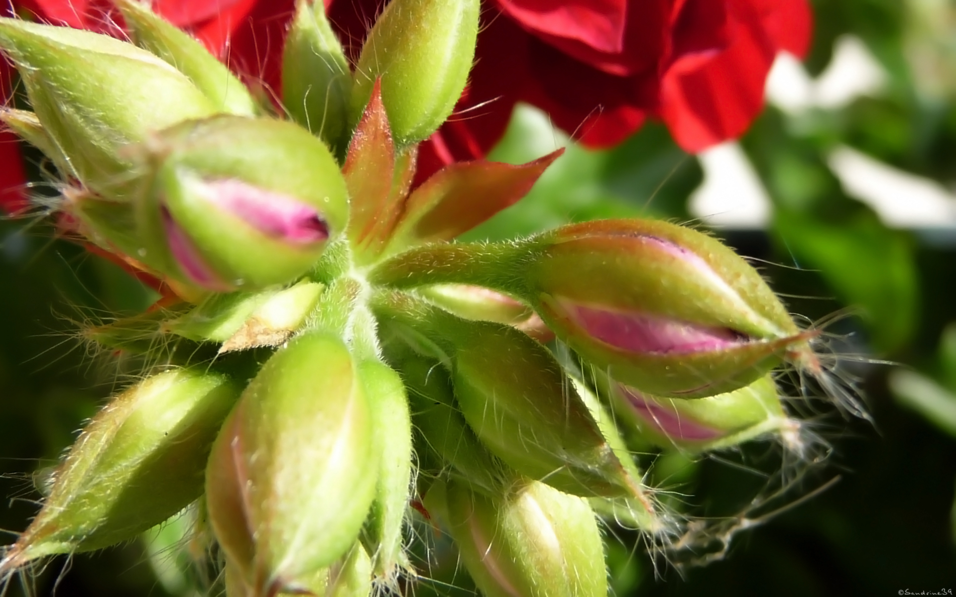 Fonds d'cran Nature Fleurs 