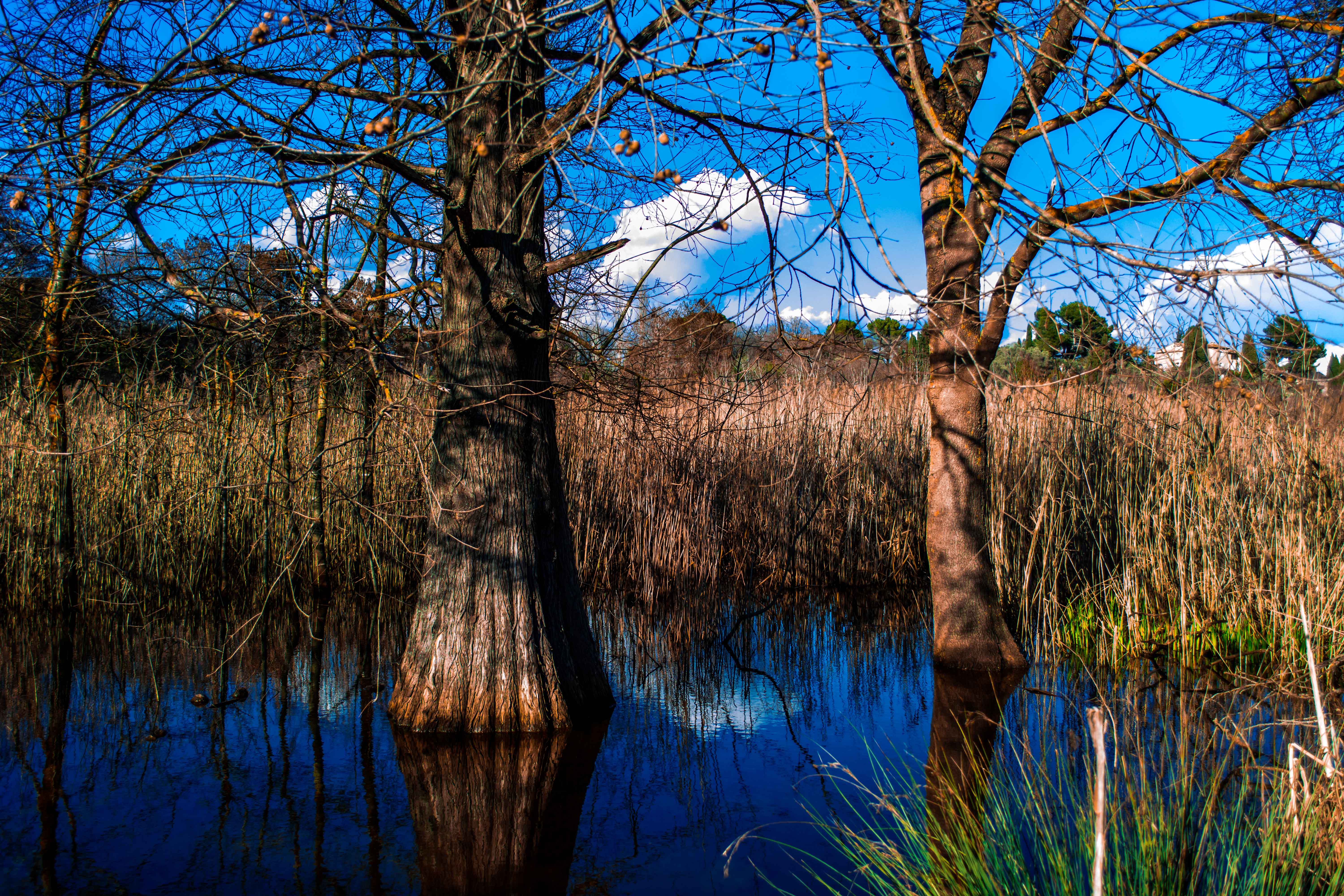 Fonds d'cran Nature Arbres - Forts Les pieds dans l'eau...