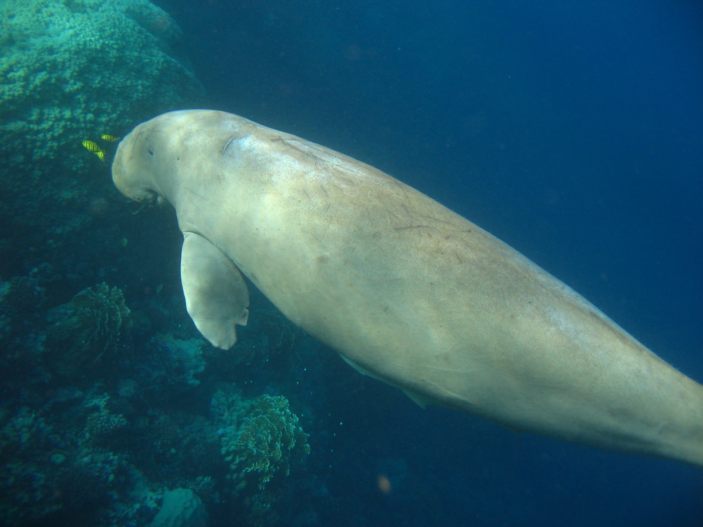 Wallpapers Animals Sealife - Manatees 